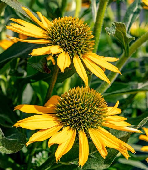 Scheinsonnenhut Kismet Yellow Echinacea Purpurea Kismet Yellow