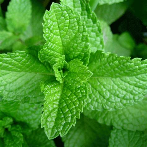 Peppermint | What We Grow