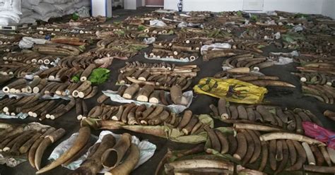 Suspected Ivory Smuggling Kingpins Arrested In Kenya As Interpol Probe