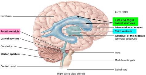 Human Brain Anatomy And Function Cerebrum Brainstem