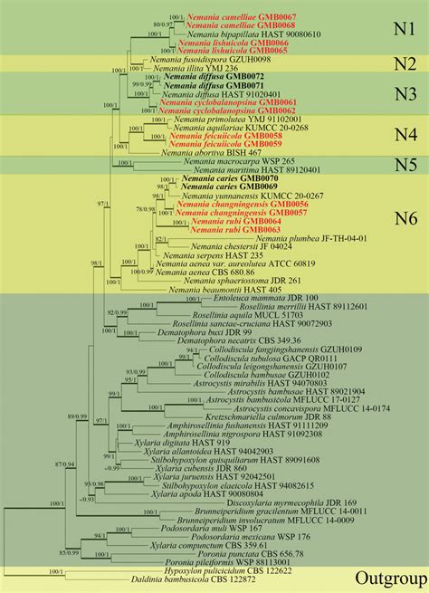 RAxML tree based on analysis of a combined dataset of ITS α actin