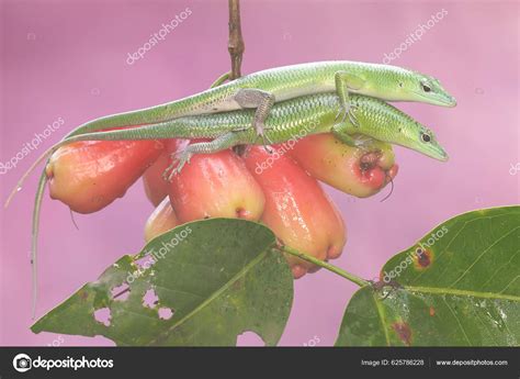 Two Emerald Tree Skinks Sunbathing Collection Water Apples Starting