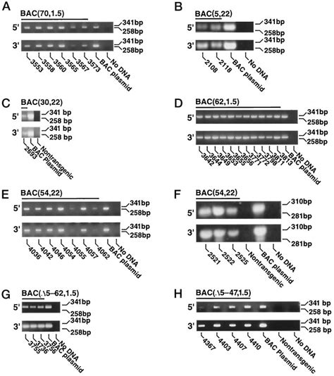 Ethidium Bromide Stained Agarose Gels Showing Pcr Amplification Of