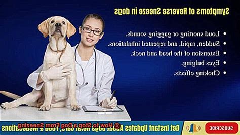 How to Stop a Dog From Sneezing? – Allfrbulldogs.com