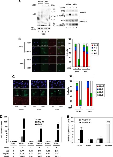 Depletion Of Ub Blocks VEGF Induced Endothelial Cell Permeability A