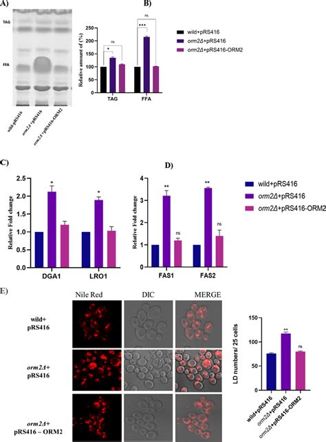 Orm Complementation Reversed The Accumulation Of Lds Neutral Lipids