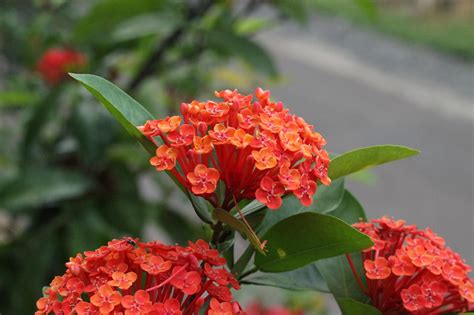 ixora flower nature  photo  pixabay pixabay