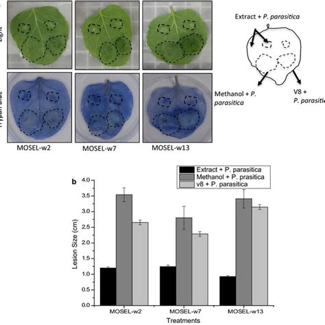 In Vitro Antimicrobial Assay Of The Synthesized Compounds Mic G Ml