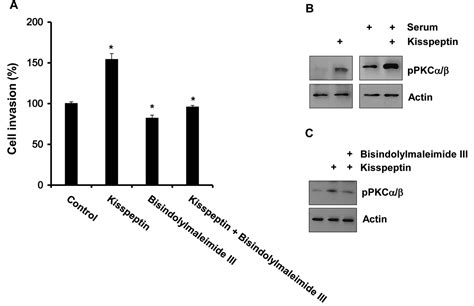 Kisspeptin Promotes Glioblastoma Cell Invasiveness Via The Gq Plc Pkc