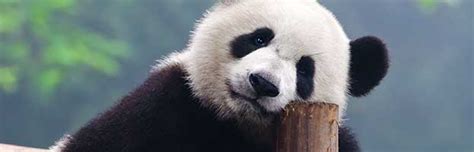 Giant Panda Bear - Animal Facts and Information