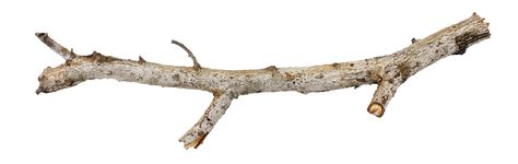 Tree Branch Stick 18971675 PNG