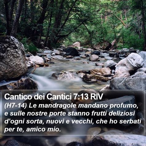 Cantico Dei Cantici Riv H Le Mandragole Mandano Profumo E