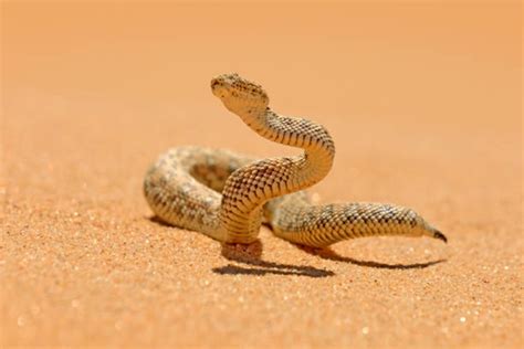 Víbora do deserto Uma das mais Perigosas