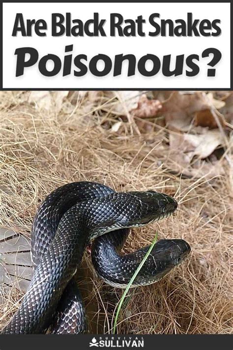 So Are Black Rat Snakes Poisonous