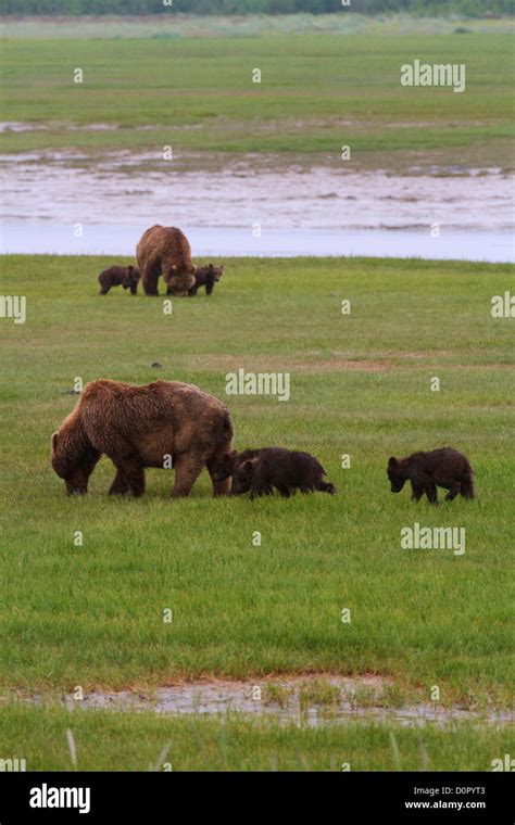 A Brown Or Grizzly Bear Sow With Spring Cubs Lake Clark National Park