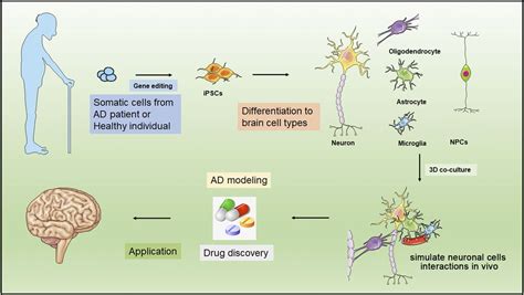 Stem Cell Therapies In Alzheimers Disease Applications For Disease