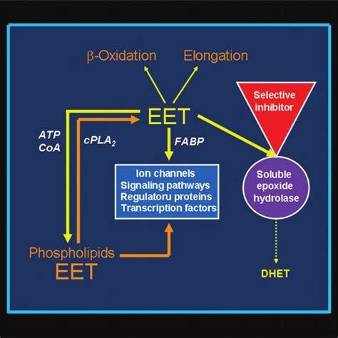 Epoxyeicosatrienoic Acid EET Synthesis Metabolism And Function