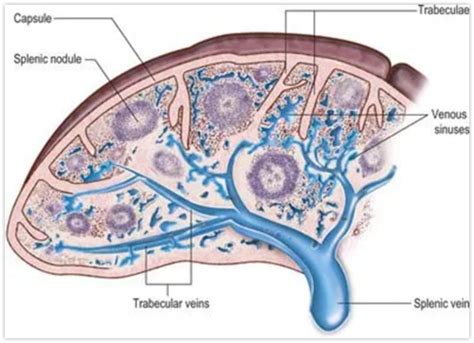 Spleen Flashcards Quizlet