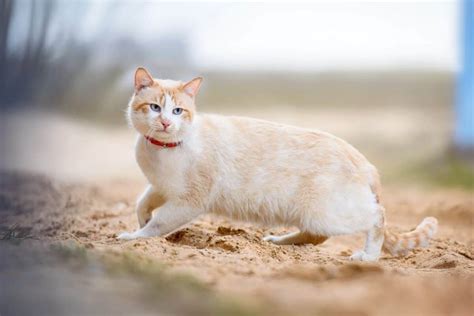 10 Fun Facts About Cream Colored Cats Cream Tabby Cats