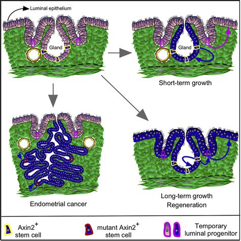 Endometrial Axin2 Cells Drive Epithelial Homeostasis Regeneration