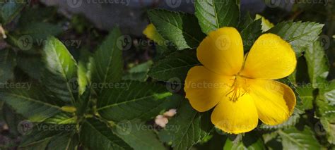 Turnera Ulmifolia Is A Species Of Flowering Plant Of The Flower Genus