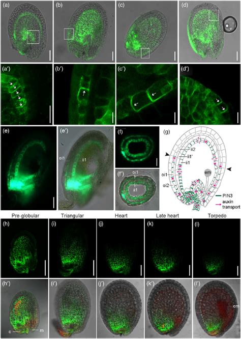 Expression And Localization Of Pin Gfp During Seed Development A D