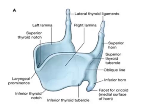 LECTURES 23 24 LARYNX PTERYGOPALATINE FOSSA I Flashcards Quizlet