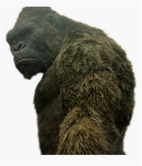 Kingkong Png King Kong Png Transparent With Clear Off