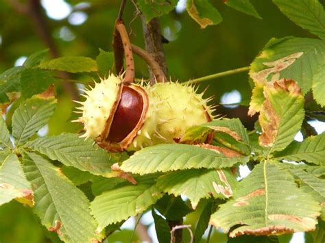 Kastanie Kastanienbaum Baum Kostenloses Foto Auf Pixabay Pixabay