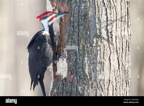 Pileated Woodpecker Dryocopus Pileatus Male On A Dead Tree Looking