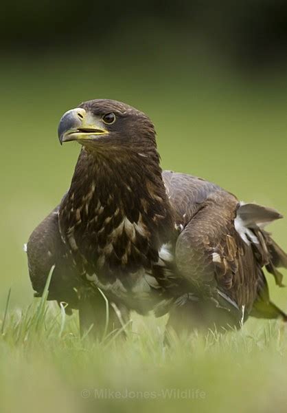 Juvenile White Tailed Eagle