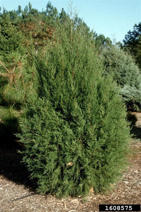 Phoenician Juniper Juniperus Phoenicea