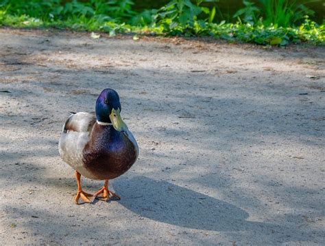 Duck Drake Mallard Water Free Photo On Pixabay