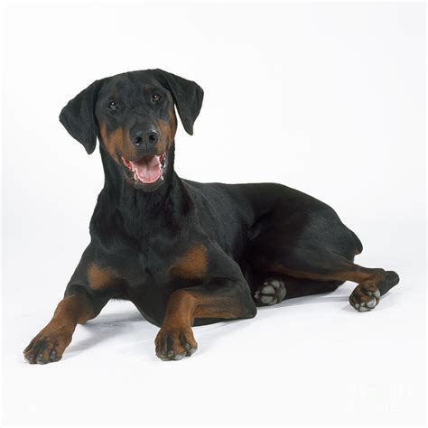 Doberman Lying Down Photograph By John Daniels Fine Art America