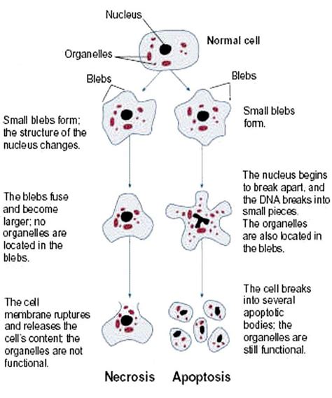 Esquema Que Muestra Los Pasos Diferentes Que Acontecen En Necrosis Y