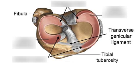 Diagram Of The Menisci And Movement Of The Knee Joint Quizlet