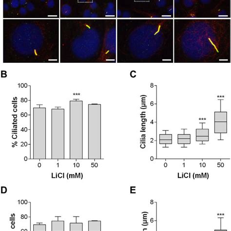 Primary Cilia Elongation Occurs In Response To Licl A Confocal Download Scientific Diagram