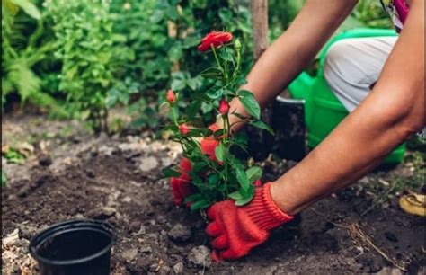 Cómo injertar una Rosa Una guía con pasos y consejos Bellota Digital