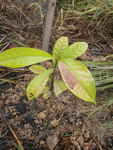 ملف Aniba rosaeodora lauraceae pau rosa palo de rosa المعرفة