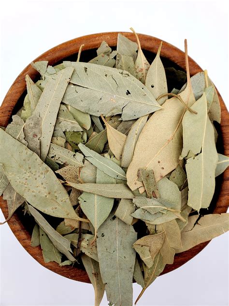 Organic Eucalyptus Leaves | Land & Sea