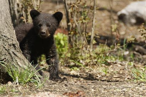 Yosemites Black Bears Scenic Wonders Yosemite Cabins And Vacation Rentals