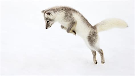 Renard Polaire