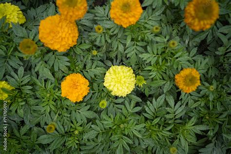 Close Up Of Indian Yellow Inka Genda Marigold Flowers Growing In A