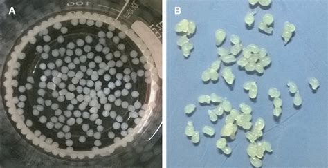 Synthesized Chitosan Hydrogel Beads A Chitosan Hydrogel Beads Without