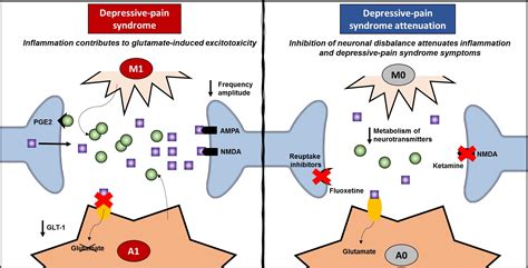 Frontiers Neuroinflammation Pain And Depression An Overview Of The