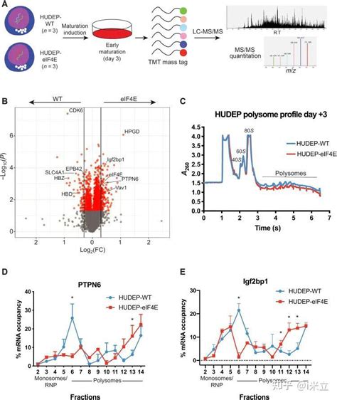 If136一种独特的翻译程序调控红细胞的命运science Advances Elf4e通过调控独特翻译程序控制 知乎