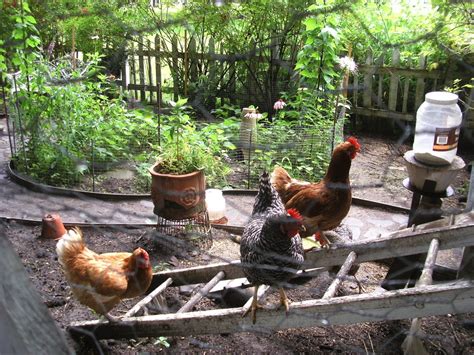 The Benefits Of Backyard Chickens Chickens Backyard Backyard Garden Benefits Of Gardening