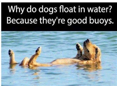 Pin By Beth Niedo On Dz Funny Dog Memes Animal Memes Water Meme