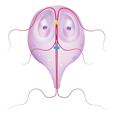 Giardia is a genus of protozoan. 20899198 Vector Art at Vecteezy