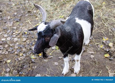 The West African Dwarf Goat Is A Traditional Breed Of West And Central